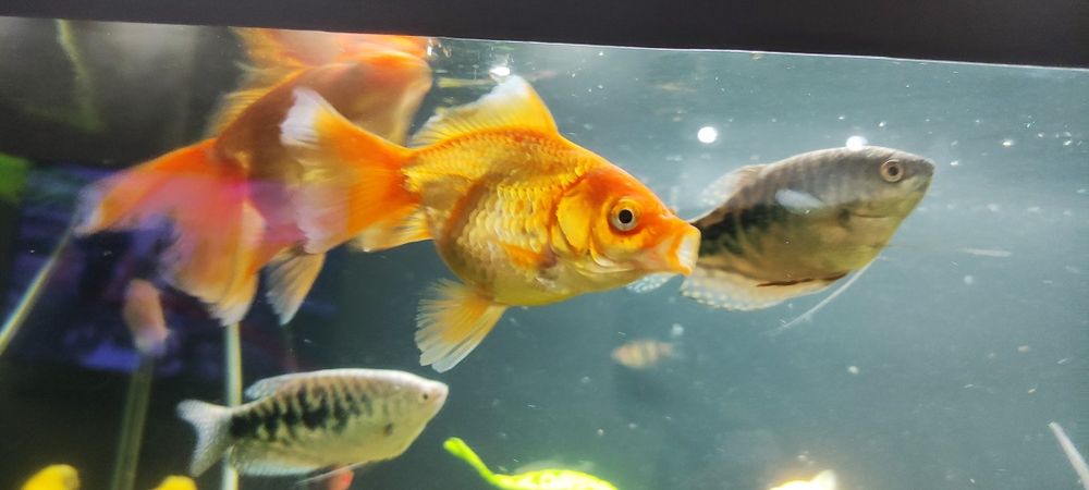 Рыбки аквариумные..  срочно ..