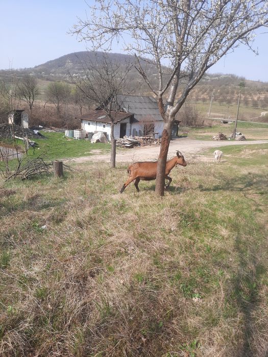 vând ieadă de un an afata alpină frageză