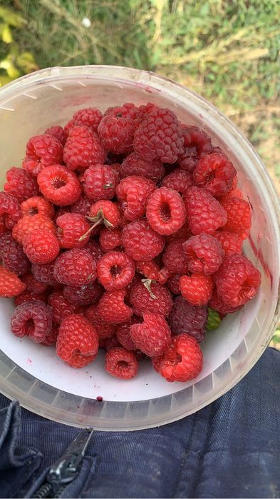 Drajoni- zmeura- polska