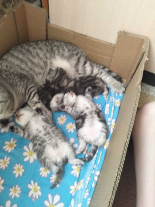 Продам котят породы  британцы
