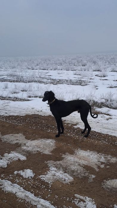 2 жасар арлан тазы