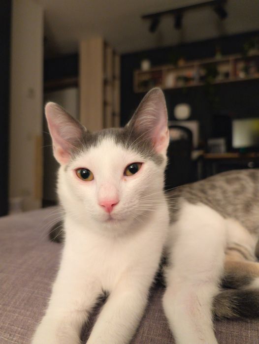 Motănel gri cu alb, 4-5 luni, foarte iubitor și jucăuș, vaccinat și deparazitat. Adopta-l pe Georgică!