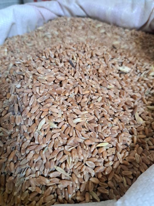 Пшеница - дробленная и цельная.