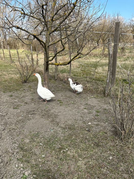 Ouă de gâscă de vânzare