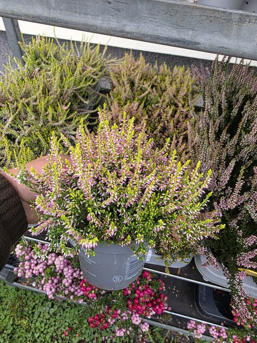 Calluna vulgaris angro