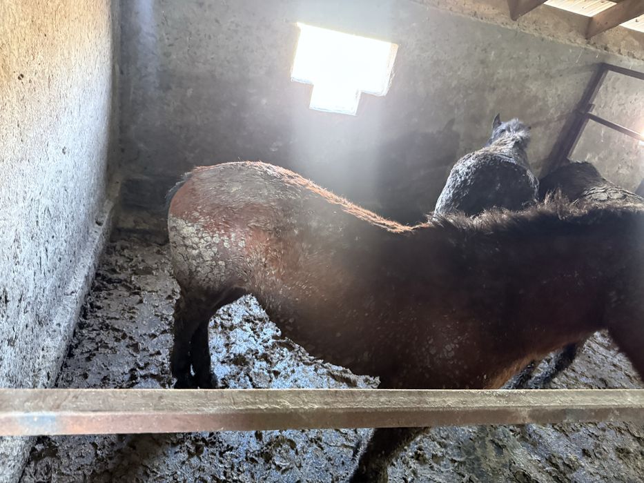 Жылкы Ас Кудалык Тамак Похрань