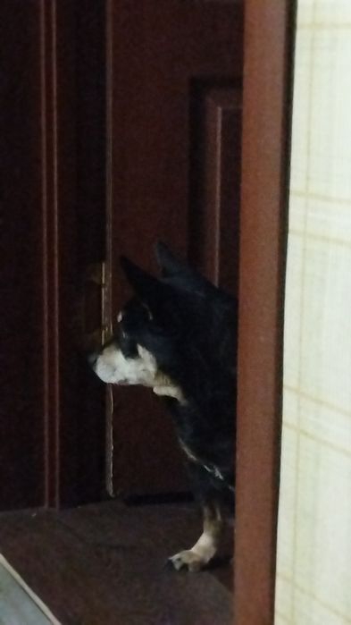 Ищу новых хозяев