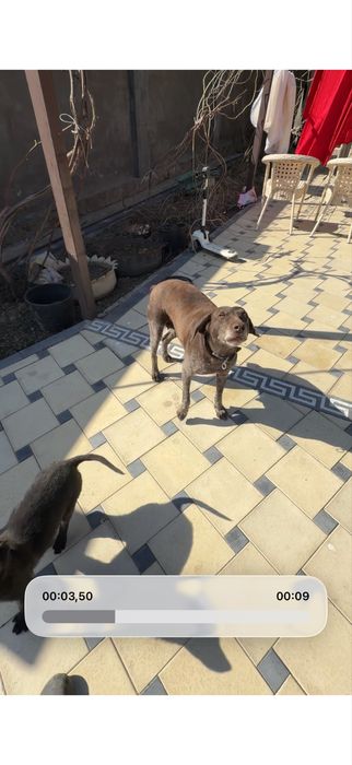 Ит жогалды Сарыагашта