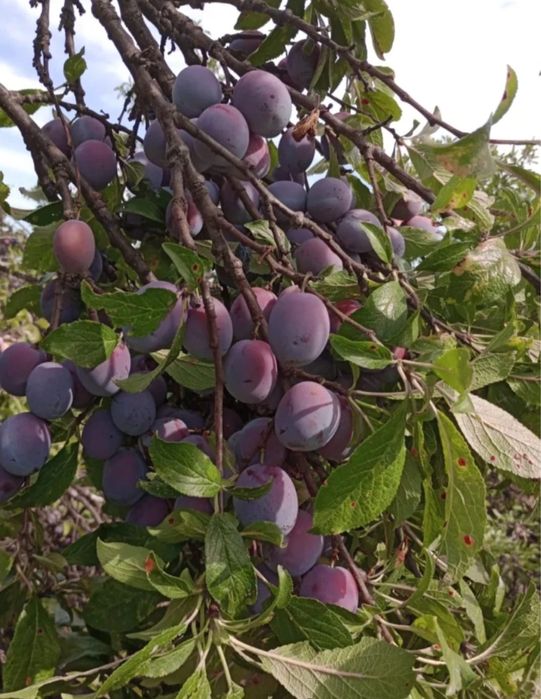 Prune pentru țuică (palinca )