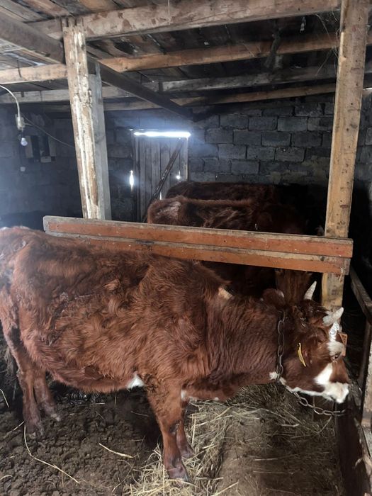 Продаю коровы  пи