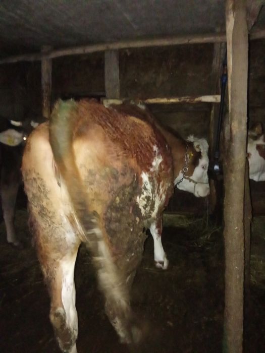 Vând junincă gestantă