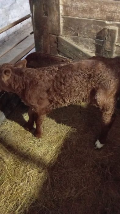 Продам телят бычок и тёлочка
