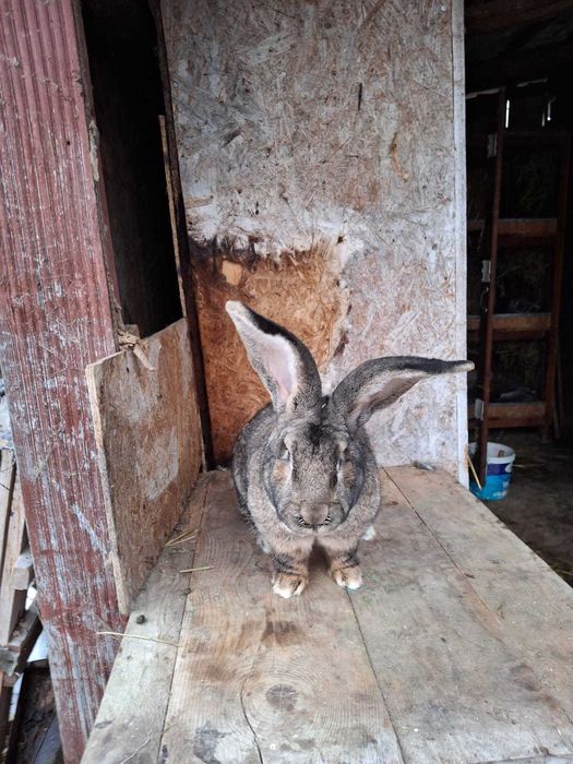 Mascul uriaș german