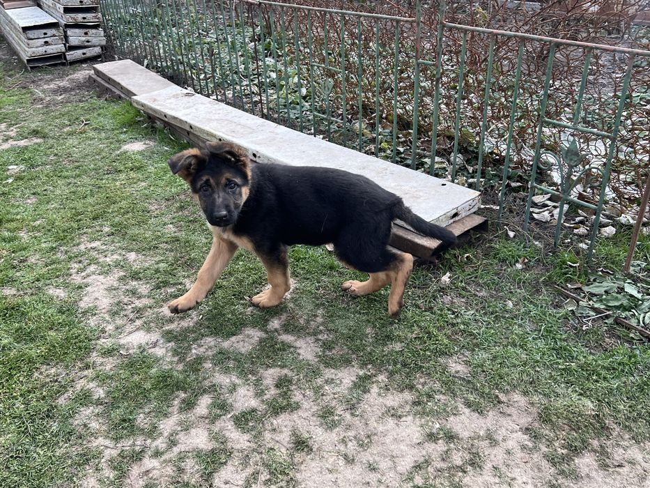 * Немска Овачарка *