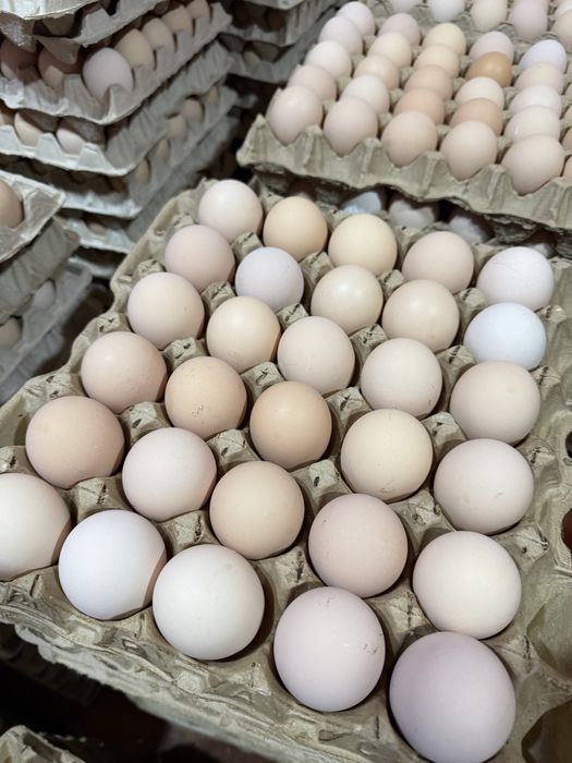Оптом Шымкент куриные яйца от 40 тг