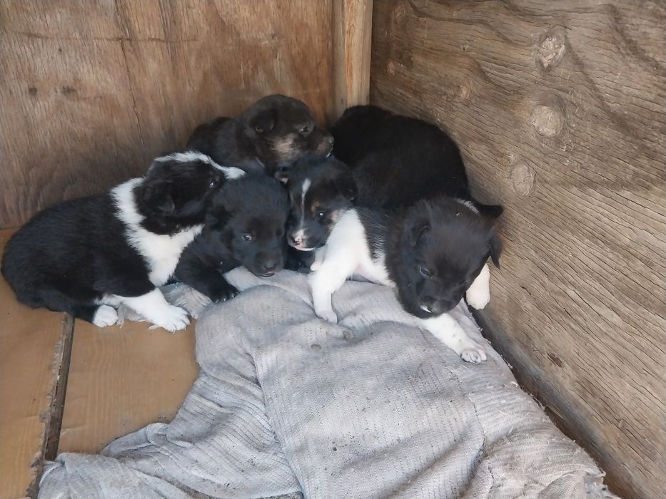 Щенята отдам в добрые руки