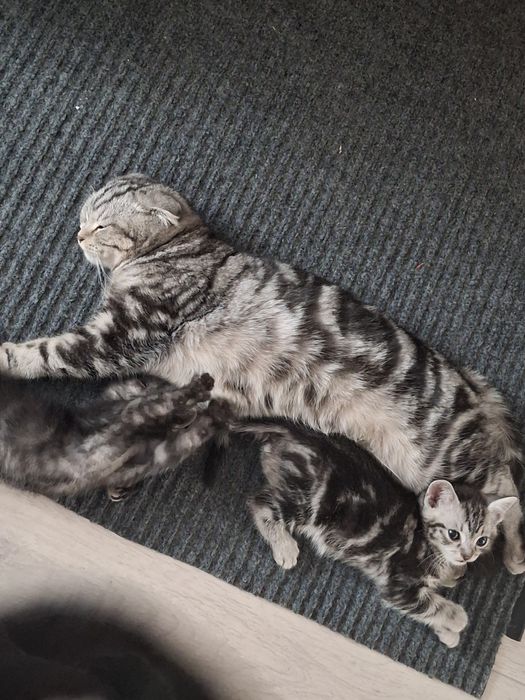 котята за 3000тг