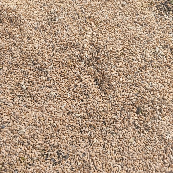 Продам зерно  4500тысч