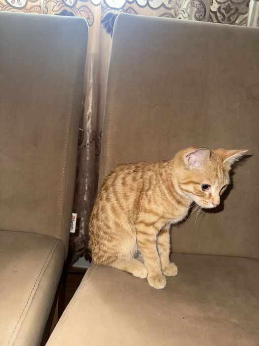 Котенок очень ласковый