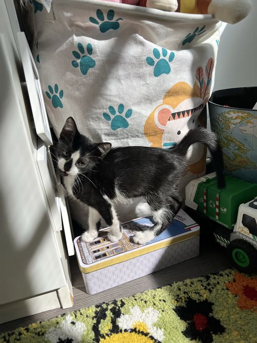 Constanta adoptie pisica