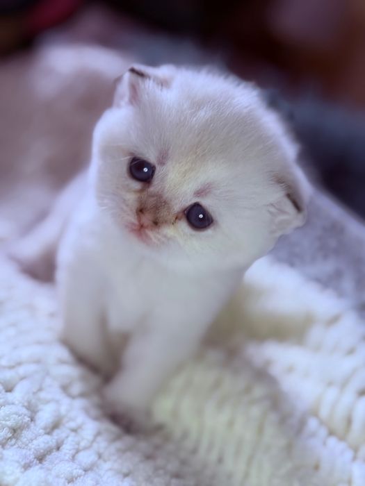 Скоттиш фолд чистокровные