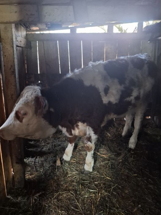 Vaca baltata romaneasca