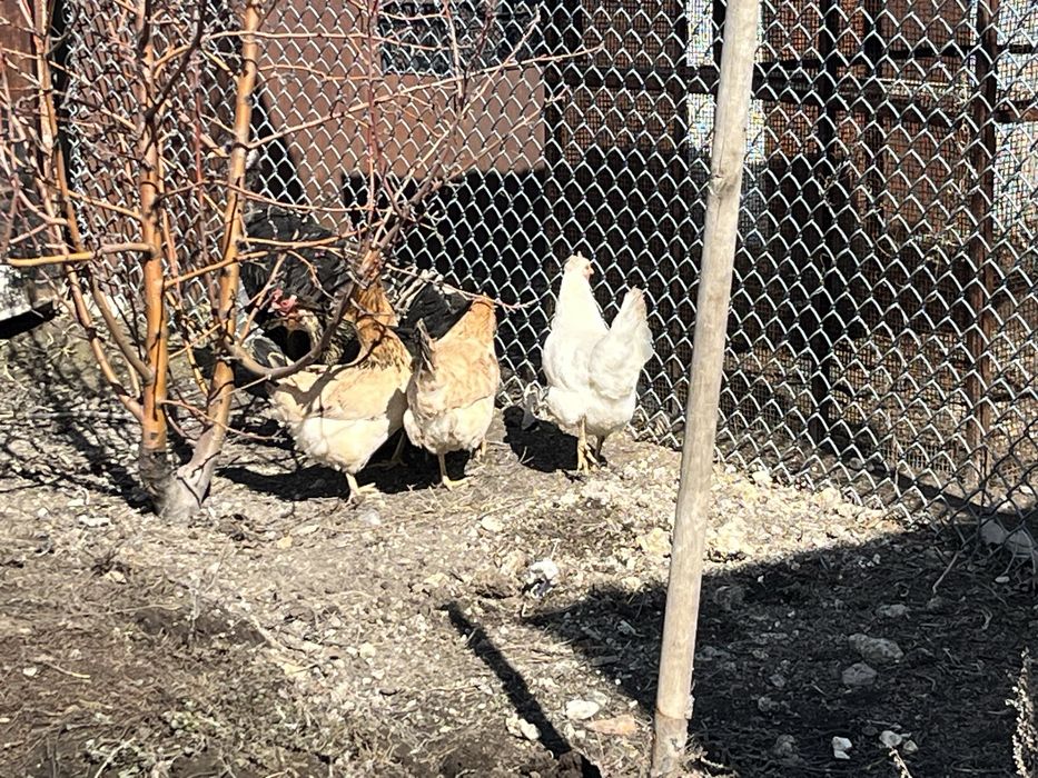 Продам курей и индейку домашние