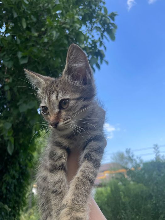Котята-девочки в добрые руки