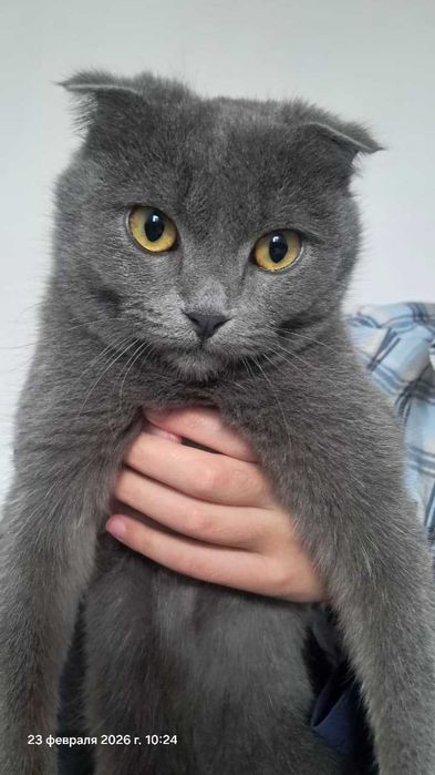 отдам даром кошечку