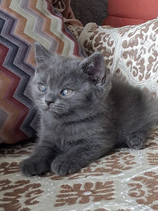 Котики бриташки с документами