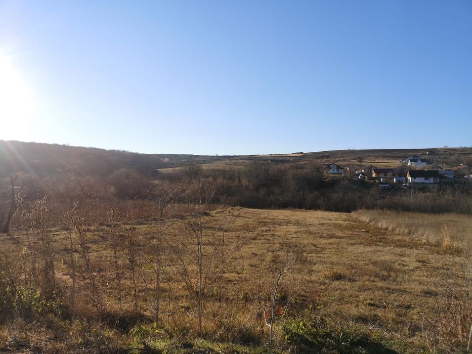 Teren de vsnzare Uricani  Iași