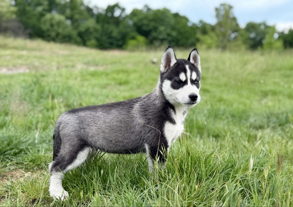 Femela husky siberian!