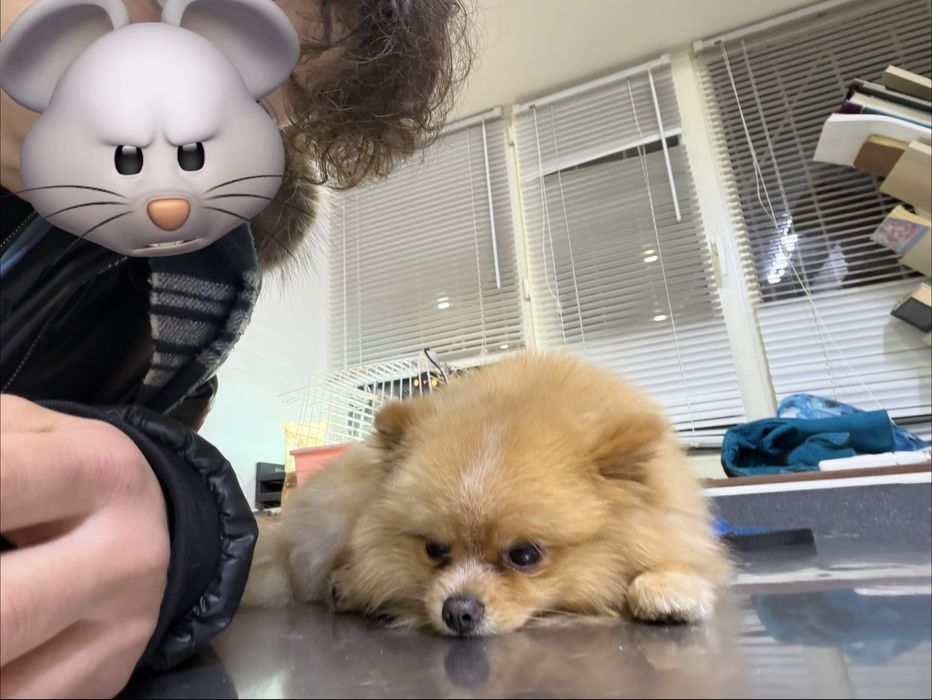 Продам немецкого шпица мини