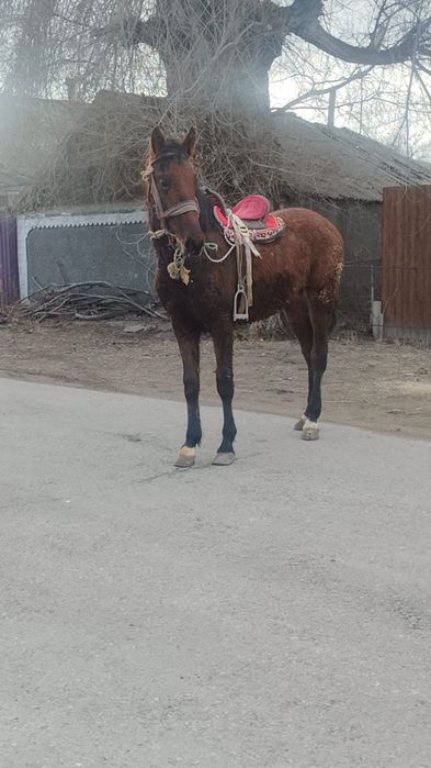 Продаю  таичика 1.5