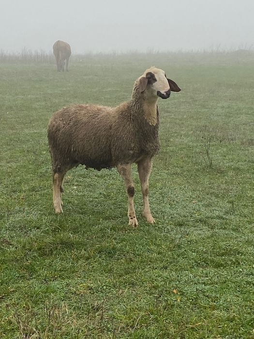 Vând oi carabasa cu cap negru de Teleorman