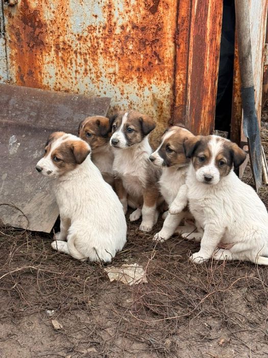 Отдам Бесплатно щенки