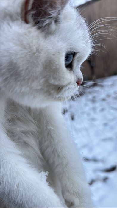 Серебристый мальчик шиншилла тоза кон