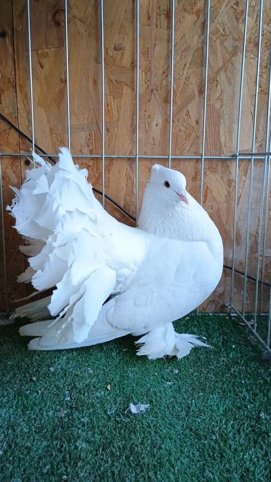 Porumbei King si indieni