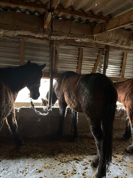 Семыз жылкылар сатылады