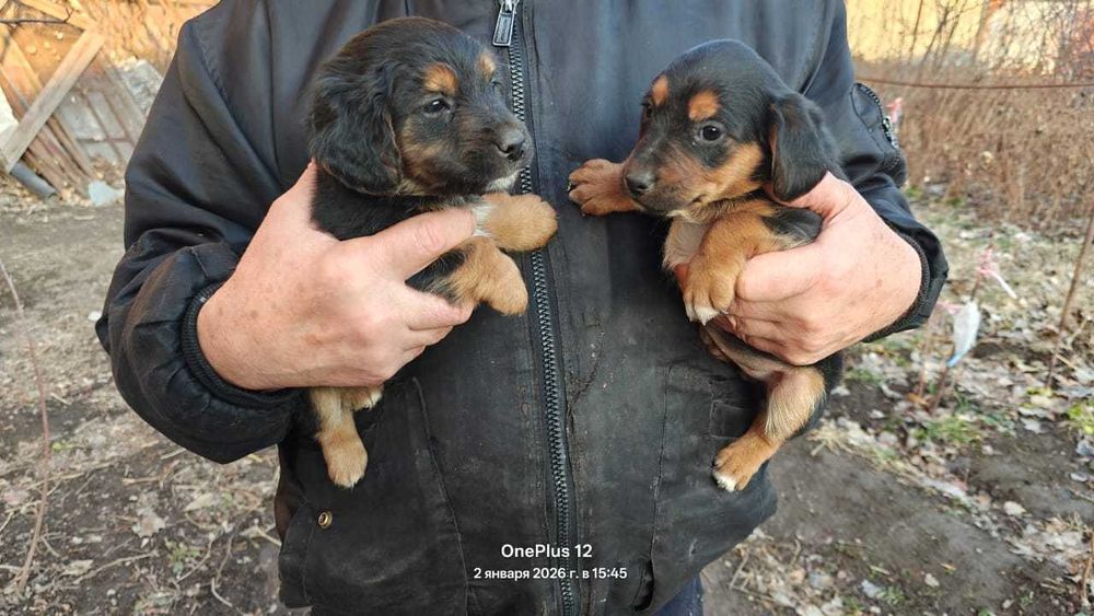 Такса, щенок, продам