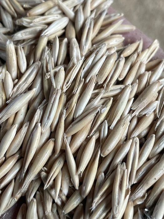 Ячмень! Платный чат! Все корма.