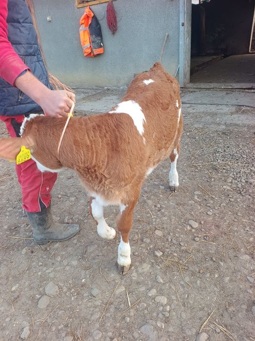 De vanzare vitea balțata