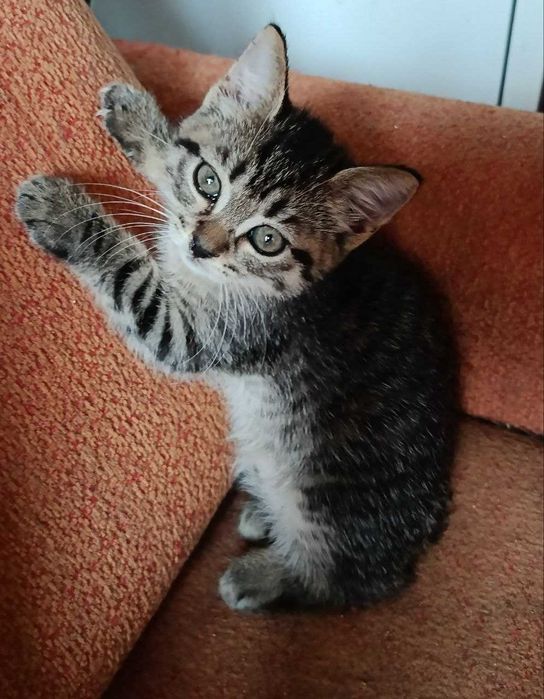 Котята в добрые руки. Смотрите другие объявления автора.