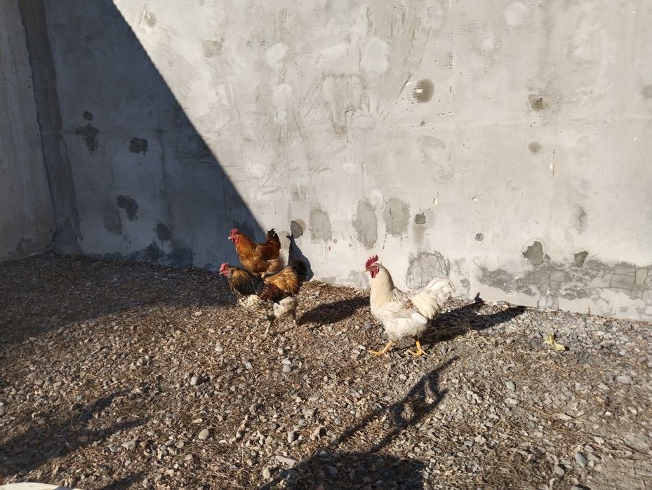 Продам молодых петухов