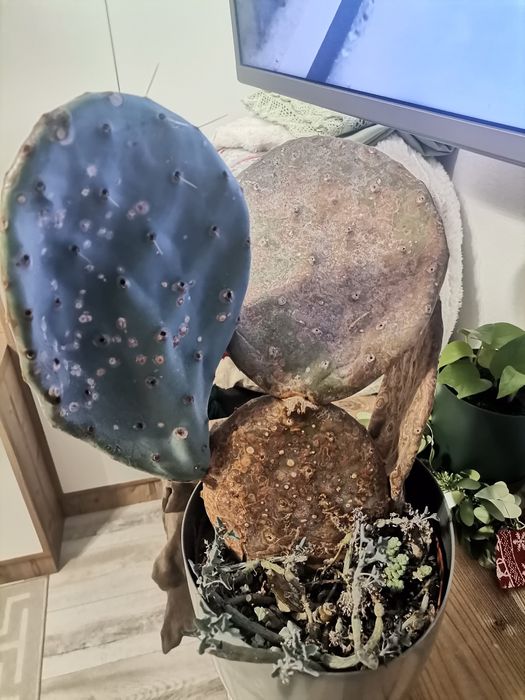 Cactus planta apartament