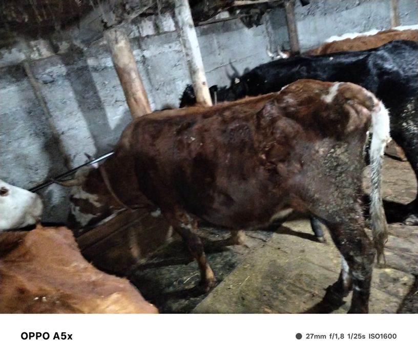 КРС стельная коровп