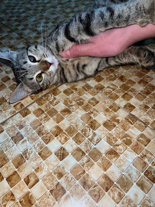 Пристраевается котёнок