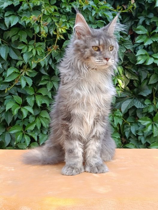 Котята породы Мейн-кун