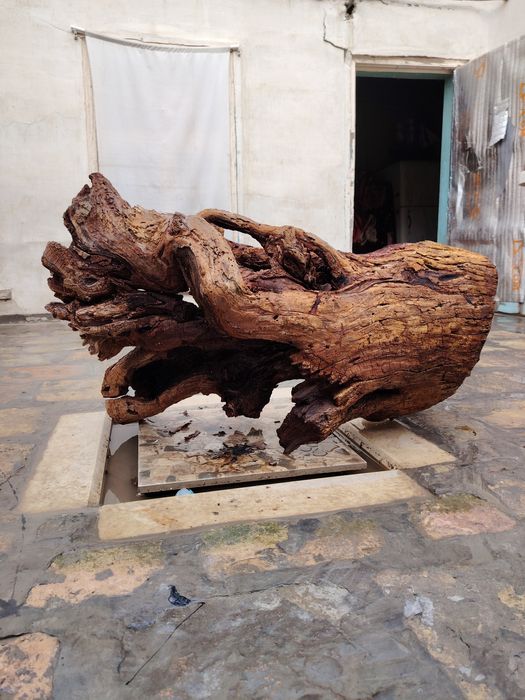 Коряга аквариумга сотилади.