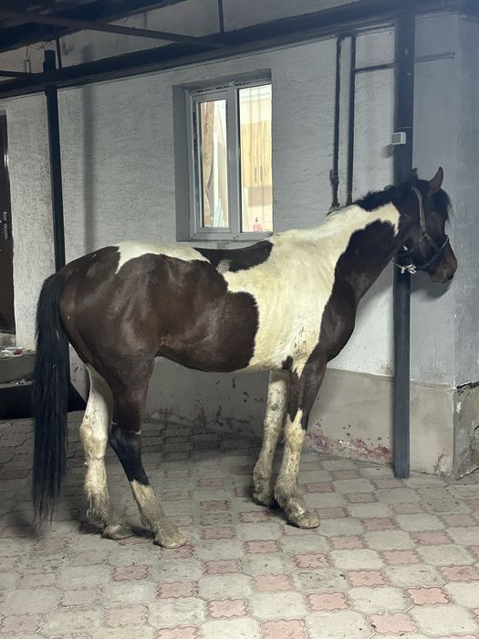 Айгыр жеребец лошадь конь жылкы Айғыр